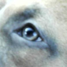 Amerikansk staffordshire terrier Naya