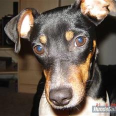 Dansk svensk gaardhund Bella Aya