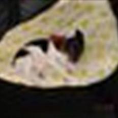 Dansk svensk gaardhund Bella Aya