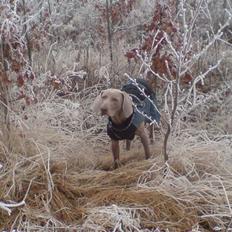Weimaraner Shewa