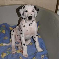Dalmatiner Akibald R.I.P d. 4/5-2009