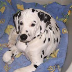 Dalmatiner Akibald R.I.P d. 4/5-2009