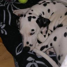 Dalmatiner Akibald R.I.P d. 4/5-2009