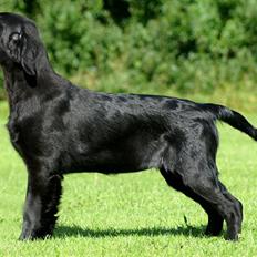 Flat coated retriever Tequila 