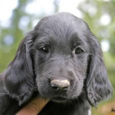 Flat coated retriever Tequila 