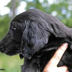 Flat coated retriever Tequila 