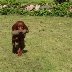 Irsk setter Lohmans Norma
