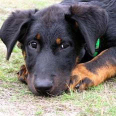 Beauceron Aisha Du Perouet R.I.P.