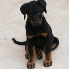 Beauceron Aisha Du Perouet R.I.P.
