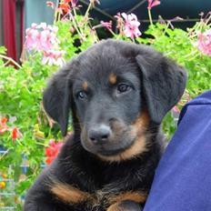 Beauceron Aisha Du Perouet R.I.P.