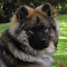Eurasier Havnevejens Dax (Taico)