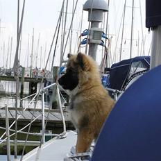 Eurasier Havnevejens Dax (Taico)