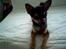 Chihuahua Chucky *R.I.P*
