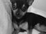 Chihuahua Chucky *R.I.P*