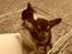 Chihuahua Chucky *R.I.P*
