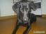 Blanding af racer Bailey - Gi´ mig nu den guffer!! den ligger lige der!
