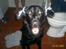 Blanding af racer Bailey - Se lige mig,, jeg er da ikk en dame hund,,, altså,,