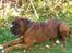 Blanding af racer Boxer/bl. ** Hummer - snupper li´ en slapper......inden