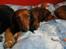 Dværggravhund Dina R.I.P (26 Maj 2008) - Dina <3 Fotograf : Miq <33