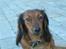 Dværggravhund Dina R.I.P (26 Maj 2008) - Lille dina igen <3 Fotograf: Miq <33