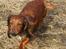 Dværggravhund Dina R.I.P (26 Maj 2008) - Dina <3 Fotograf : Miq <33