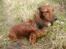 Dværggravhund Dina R.I.P (26 Maj 2008) - Dina <3 Og e´n dejlig brise q;;Fotograf : Miq <33
