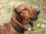 Dværggravhund Dina R.I.P (26 Maj 2008) - Dina <3 Fotograf : Miq <33