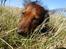 Dværggravhund Dina R.I.P (26 Maj 2008) - Dina <3 Fotograf : Miq <33