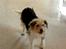 Parson russell terrier Chili R.I.P-  <3 - Inde xD