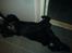 Flat coated retriever Charlie