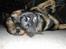 Blanding af racer Bosco - go´NAT... 