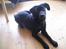 Labrador retriever Bella R.I.P :(