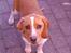 Beagle **Darwin** - Smukke hund