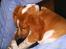 Beagle **Darwin** - "Der er vidst lige plads til mig her!"
