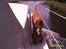 Beagle **Darwin** - Darwin som skibshund