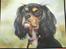 Cavalier king charles spaniel Daisy