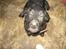 Labrador retriever simpson SOLGT