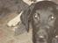 Labrador retriever simpson SOLGT