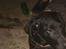 Labrador retriever simpson SOLGT
