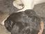 Labrador retriever simpson SOLGT