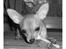 Chihuahua Ofelia
