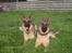 Schæferhund Sacko R.I.P :'( - Sacko og Rocky ude i haven<3