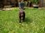 Flat coated retriever Victor Holstein