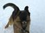 Schæferhund Sacko R.I.P :'( - HAHA sacko!:)<3