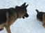 Schæferhund Sacko R.I.P :'( - gi mig så den bold!!