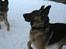 Schæferhund Sacko R.I.P :'( - Ej hold nu op ikke!;)