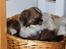 Tibetansk spaniel No-Ma (Sommerlyst)