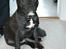 Staffordshire bull terrier Desmound - 5 måneder gammel