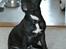 Staffordshire bull terrier Desmound - Fine fornemmelser :)