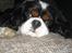 Cavalier king charles spaniel Bergkamp - Himmelhund - Hej! Mit navn er Bergkamp... opkaldt efter en, nu pensioneret, angriber ved fodboldklubben Arsenal.